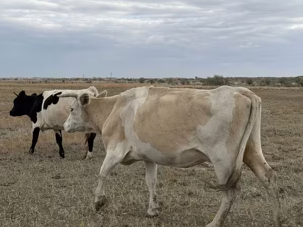 Vaca, Latvian Blue cattle