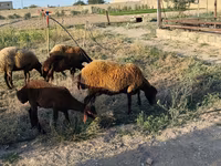 Pecora, Pecore — foto 5
