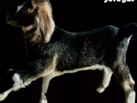Koza, Alpine goat — foto 2