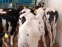 Toro, Razza Holstein — foto 5