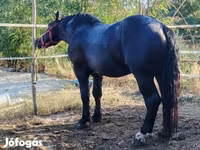 Hingst, Hästar — foto 2