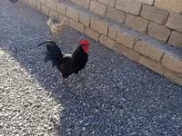 Chickens — 사진 1