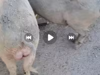 Babi betina, Pigs — foto 5
