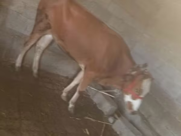 ላም, Cattle