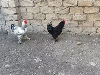 Brahma — foto 3
