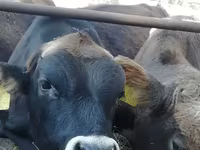 Banteng, Cattle — foto 1