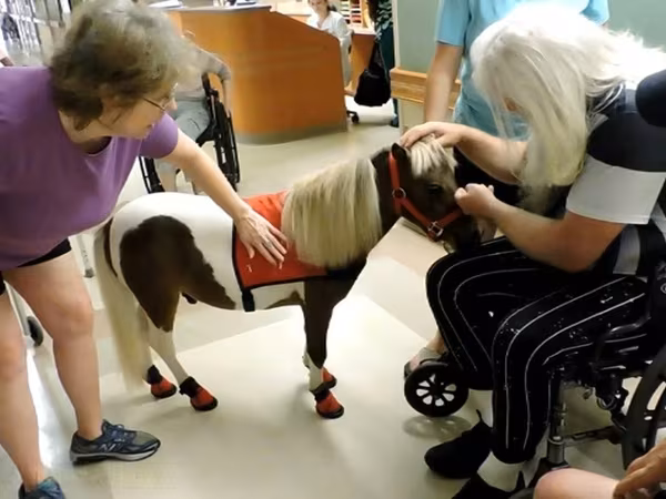 Stute, Miniature horse