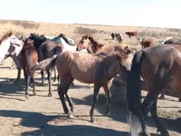 Cal, Mugalzhar horse — foto 2