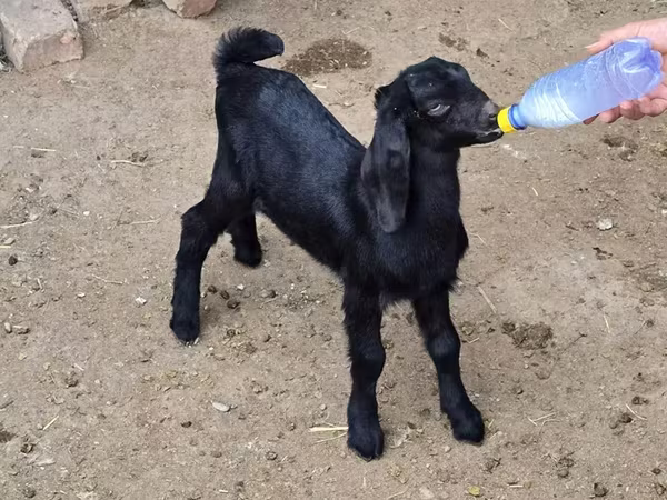 Cabro, Nubian Goat