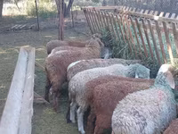 绵羊（批次，未指定性别）, Sheep — 照片 5