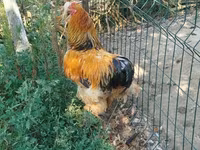 Brahma — foto 2