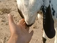 Echki, Echkilar — 4-rasm