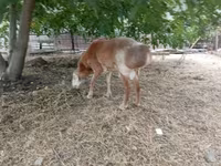 قوچ, Arashan sheep — عکس 2