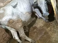 گاو ماده, گاو — عکس 2