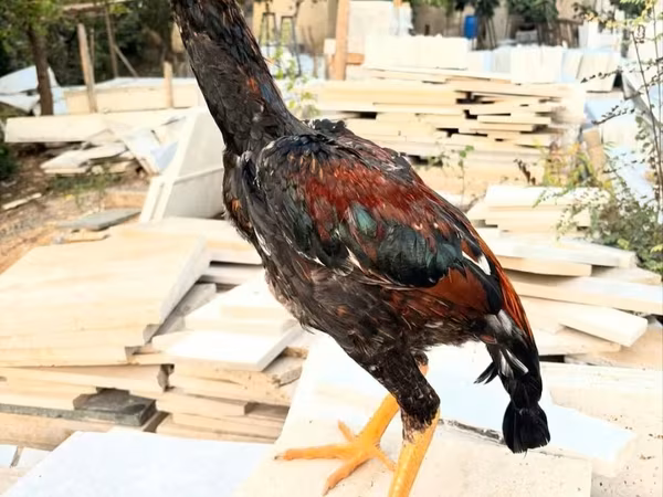 دومینانت