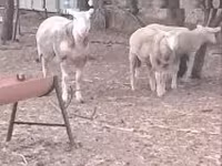 Biri-biri (lot, jantina tidak dinyatakan), Sheep — foto 3