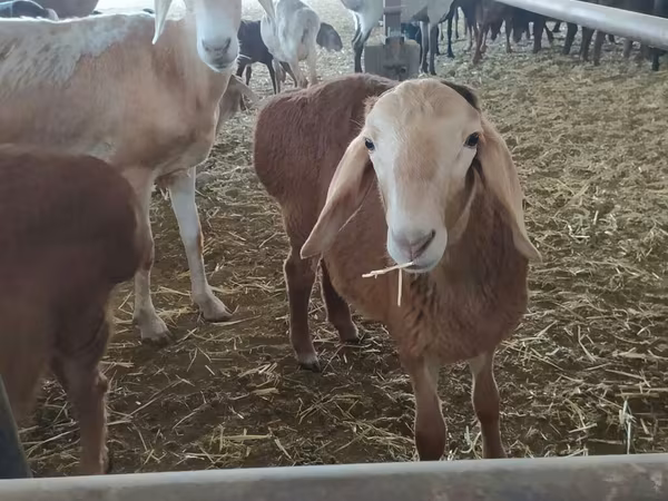 Widder, Arashan sheep