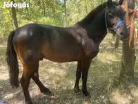 Kuda jantan, Indian half-bred — foto 2