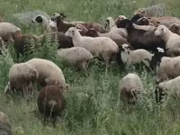 Ido, Sheep — sawirka 8