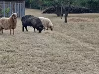 Baran, Racka sheep — zdjęcie 2