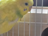 Məhsul: Dalmatin/limon rəng çalarları olan cüt dalmaçyalı-budgerigar — fotografija 1