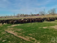 मेढ़ा, Hissar sheep — फ़ोटो 7