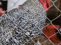 Australorp — foto 6
