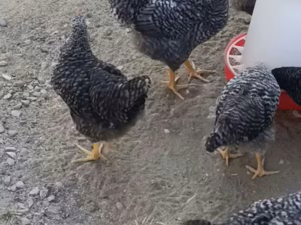 Chickens