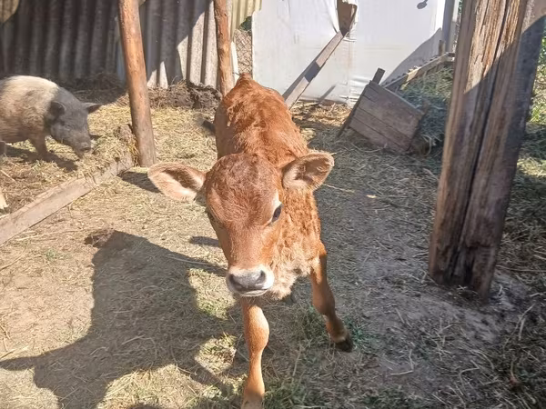 Ng'ombe jike, Jersey breed