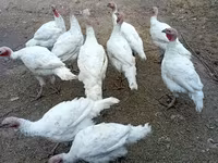 Turkeys — picha 1