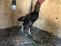 Σάμο chickens — φωτογραφία 3