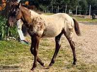 Merrie, Appaloosa — foto 8