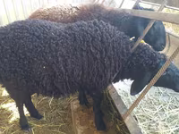 በግ, Sheep — ፎቶ 2