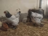 براهما — عکس 4