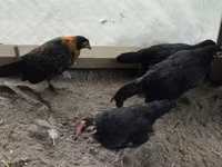 चेक गोल्ड ब्रिंडल्ड हेन — फ़ोटो 1