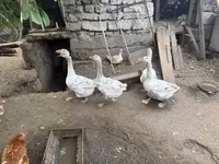 Geese — zdjęcie 2