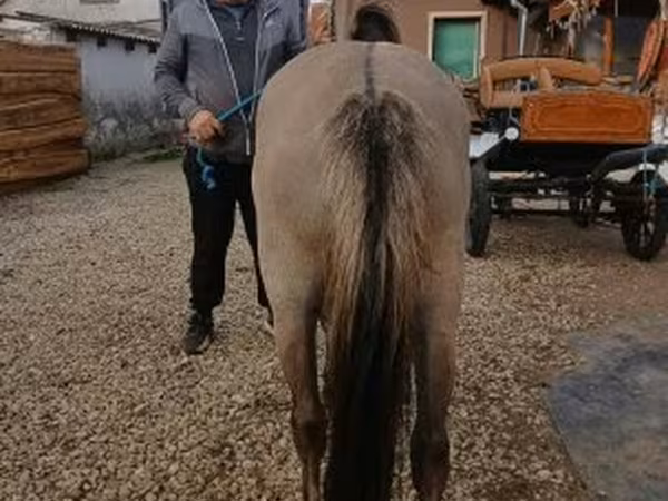 مادیان, Fjогd