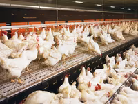 Premixuri pentru animale şi păsări — عکس 1