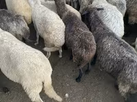 Sheep, Sheep — photo 4