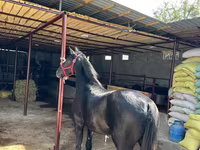 Cavallo, Cavalli — foto 4