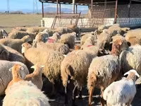 Wad, Sheep — sawirka 7