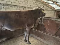 Ko, Holstein-race — foto 8