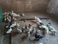 Hausente — Foto 2