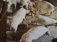 Boar, Pigs — photo 3