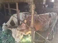 Bovine (lot, sex nespecificat), Bovine — foto 1
