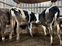 Cow, Russian Black pied cattle — photo 2