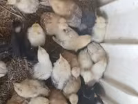Chickens — foto 6