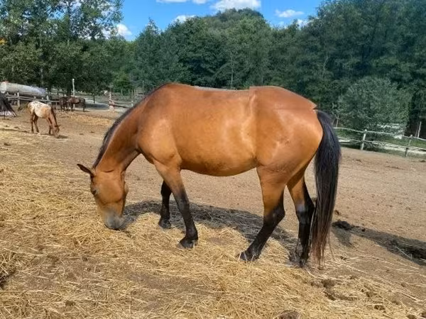 Бие, Nonius horse