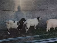 Capra, Nubian Goat — foto 4