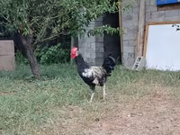 Chickens — fotografija 2